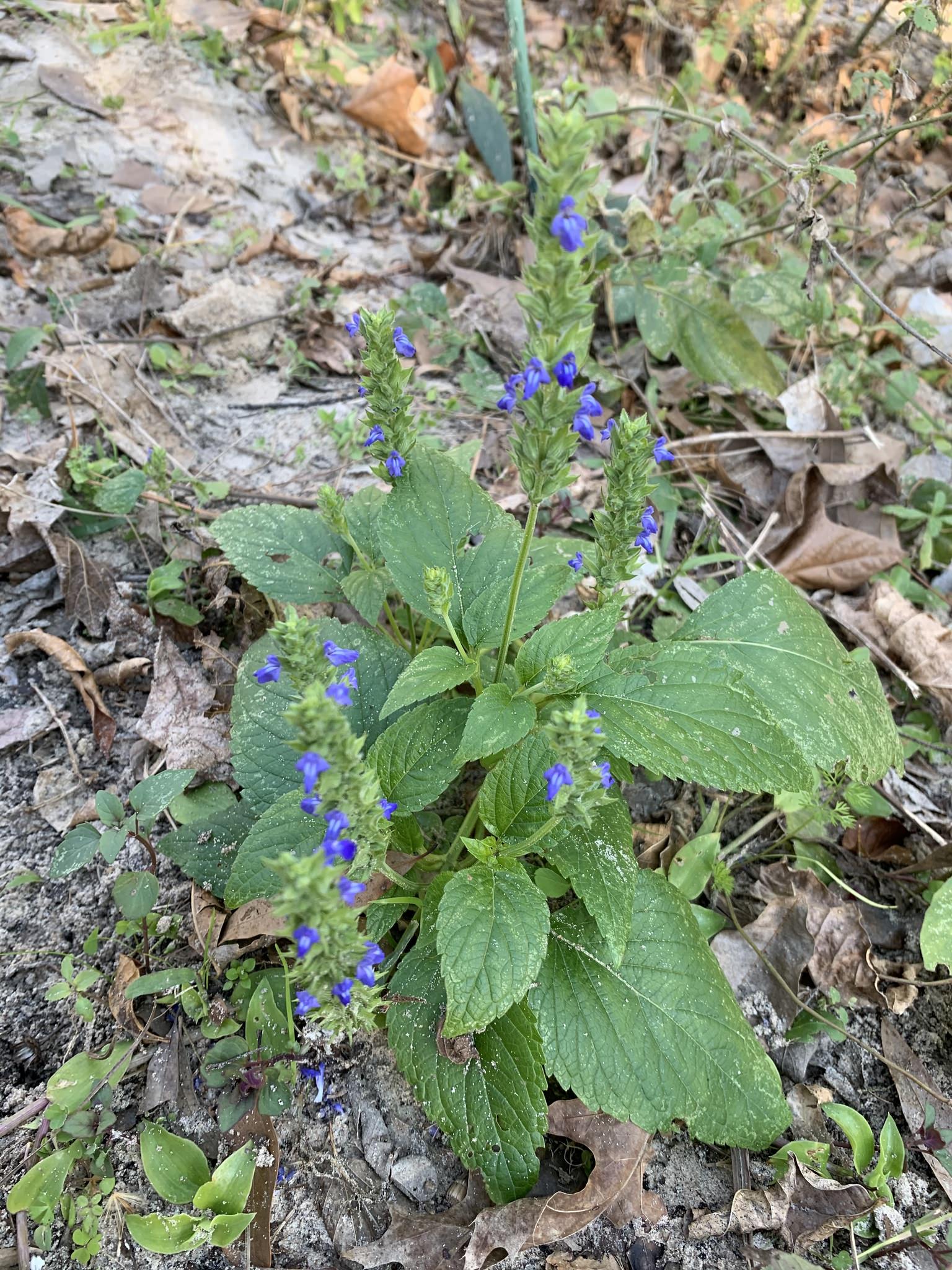 Salvia hispanica